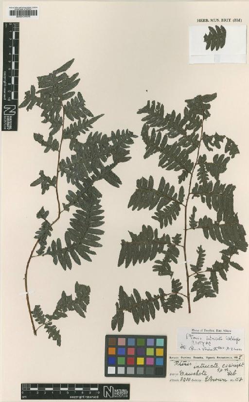 Pteris intricata C.H.Wright - BM001048335