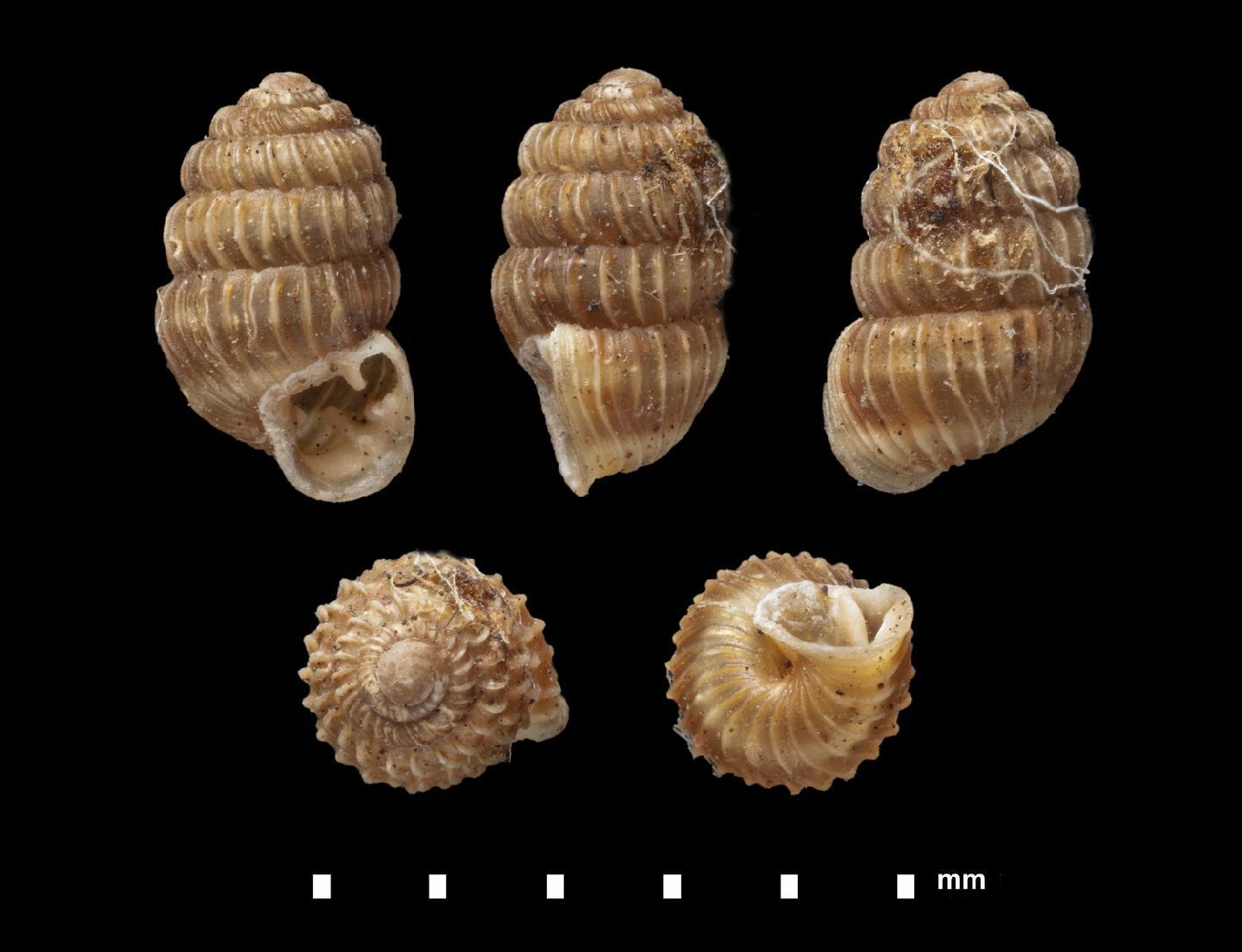 To NHMUK collection (Helix (Cochlodonta) calathiscus Lowe, 1831; SYNTYPES; NHMUK:ecatalogue:2437845)
