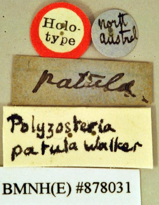 Polyzosteria patula Walker, 1868 - Polyzosteria patula Walker, F, 1868, unsexed, holotype, labels. Photographer: Heidi Hopkins. BMNH(E)#878031