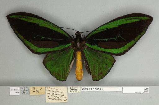 Ornithoptera priamus pegasus Felder, 1864 - 013603389__