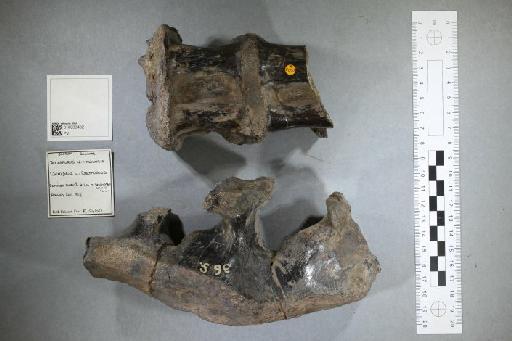 Mantellisaurus atherfieldensis (Hooley, 1925) - 010033432_L010093527