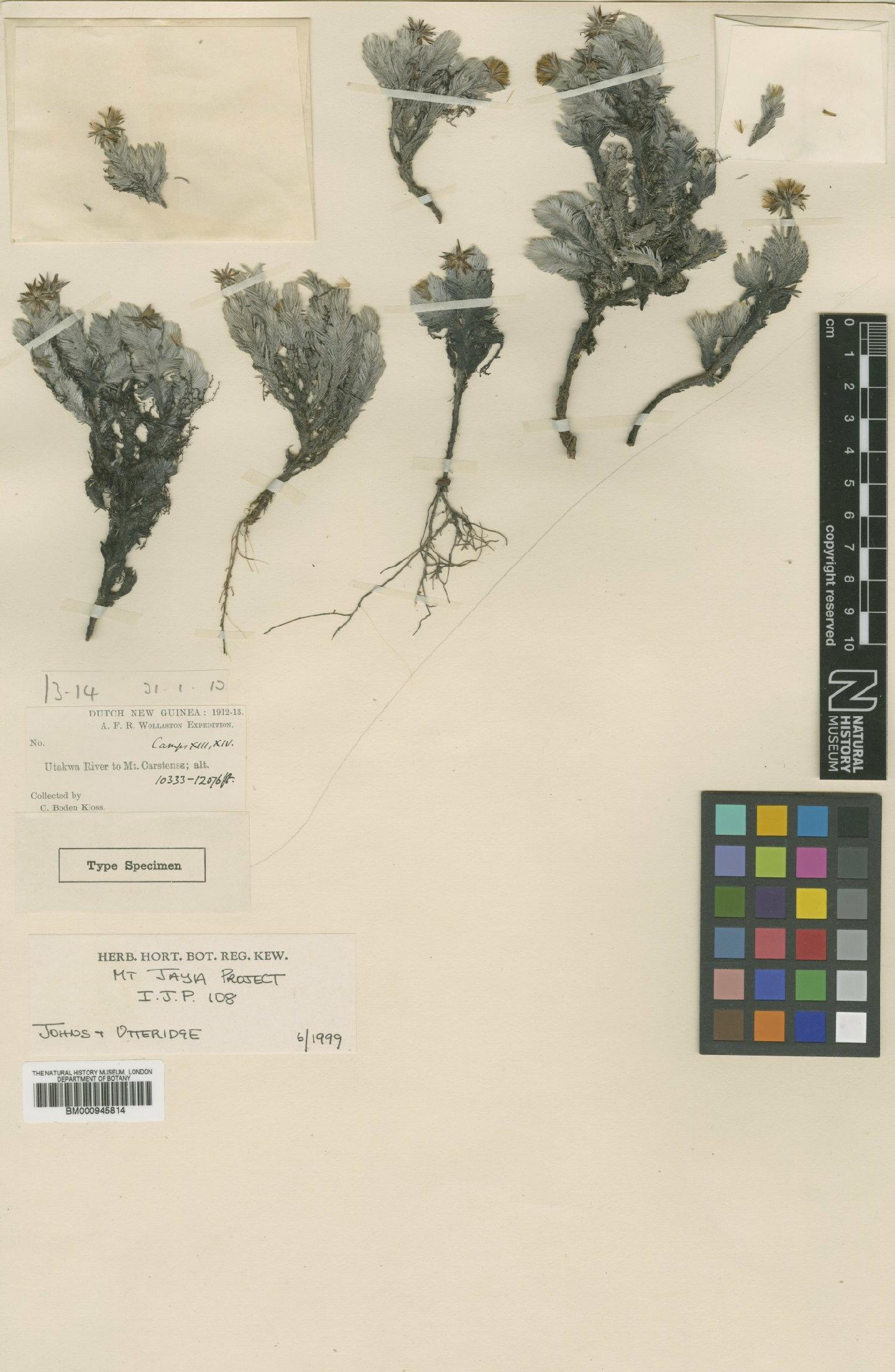 To NHMUK collection (Tetramolopium distichum Mattf.; Type; NHMUK:ecatalogue:472729)