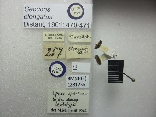 Geocoris elongatus Distant, 1901 - Geocoris elongatus-BMNH(E)1231236-Lectotype female dorsal & labels