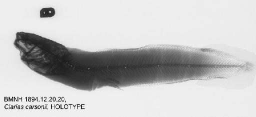 Clarias carsonii Boulenger, 1903 - BMNH 1894.12.20.20, HOLOTYPE, Clarias carsonii Radiograph