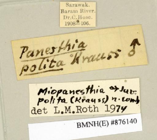 Miopanesthia polita (Krauss, 1902) - Miopanesthia polita Krauss, 1902, male, non type, labels. Photographer: Edward Baker. BMNH(E)#876140