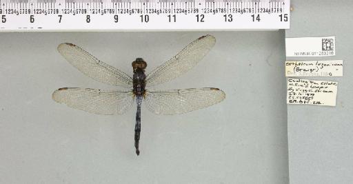 Orthetrum luzonicum (Brauer, 1868) - 011253216_803723_1256054_2