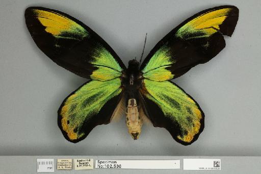 Ornithoptera victoriae regis Rothschild, 1895 - 013602529__