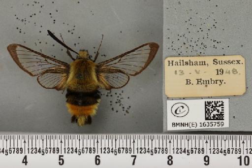 Hemaris tityus (Linnaeus, 1758) - BMNHE_1635759_205421