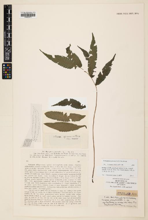 Goniopteris juergensii (Rosenst.) Pic.Serm. - 000937771