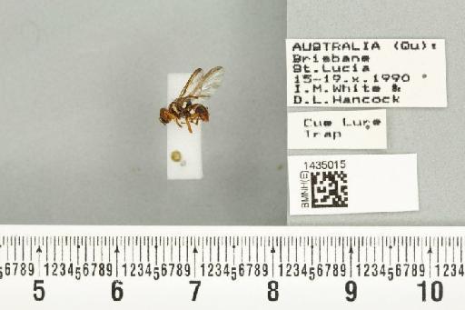 Bactrocera (Bactrocera) bryoniae (Tryon, 1927) - BMNHE_1435015_28424