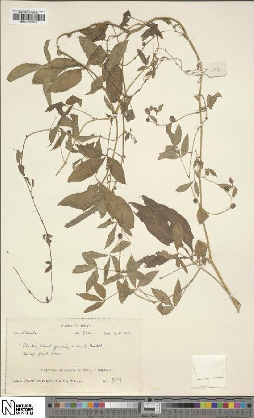 Dioscorea melanophyma Prain & Burkill - BM001049440