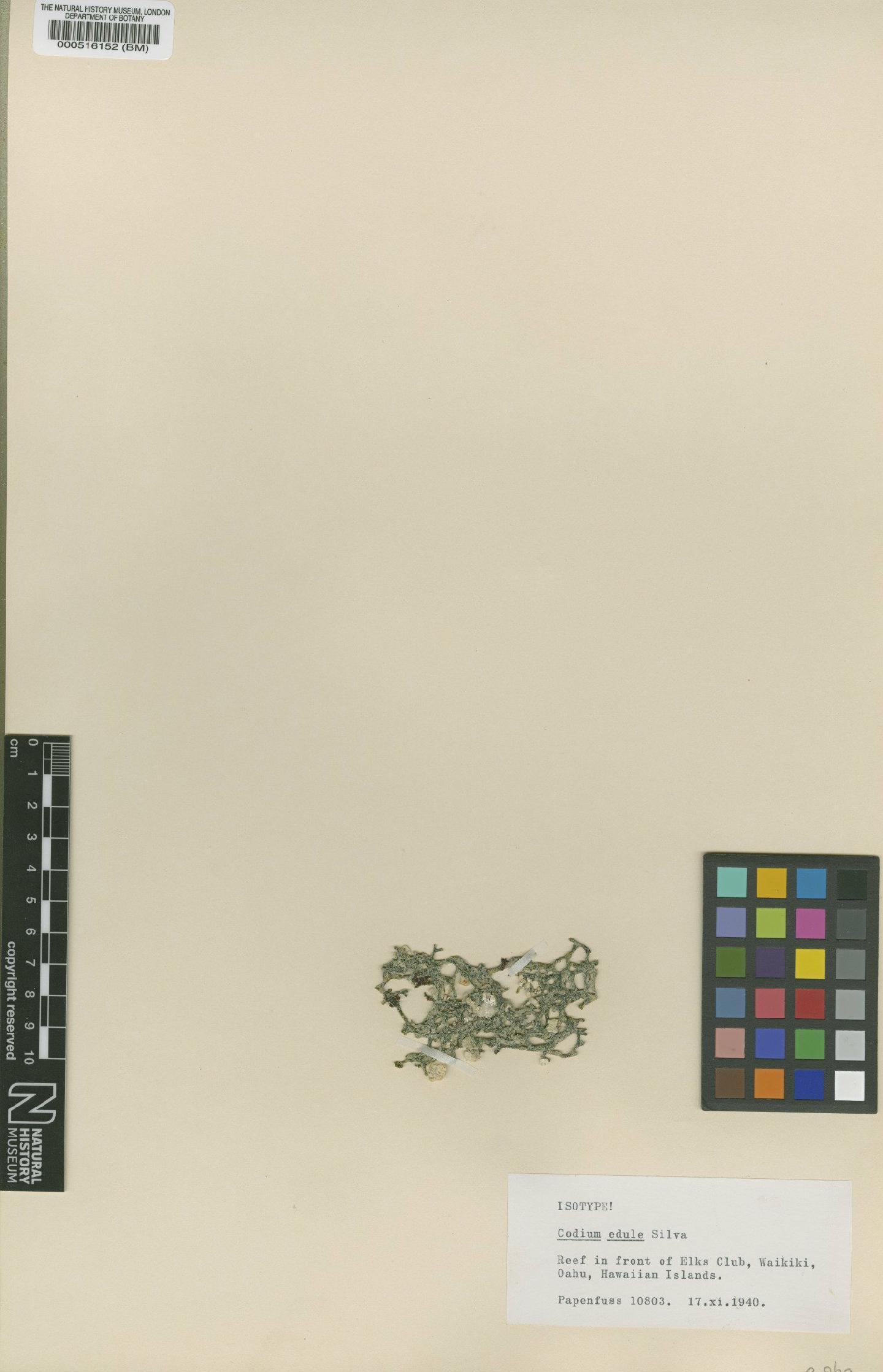 To NHMUK collection (Codium edule P.C.Silva; Isotype; NHMUK:ecatalogue:4830725)