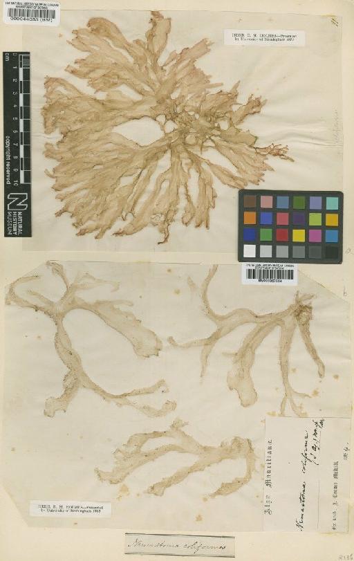 Nemastoma coliforme J.Agardh - BM000044053