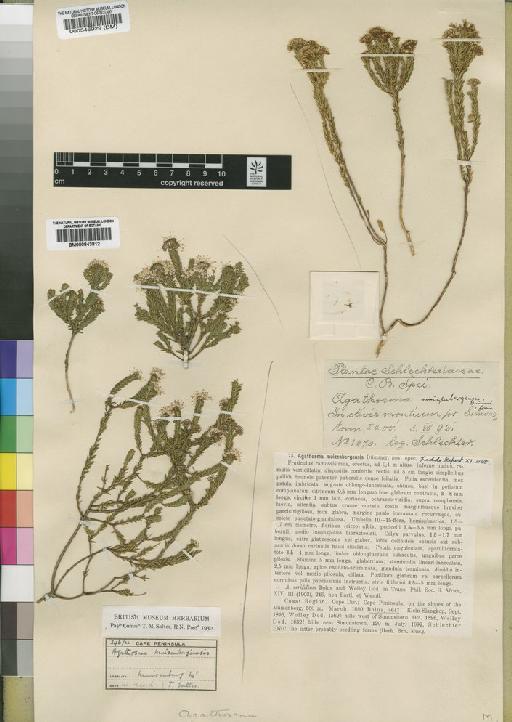 Agathosma muizenbergensis Dummer - BM000546929