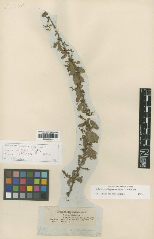 Schinus polgamus (Cav.) Cabrera - BM000884836