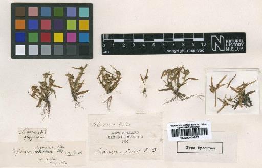 Scleria pygmaea R.Br. - BM000900962