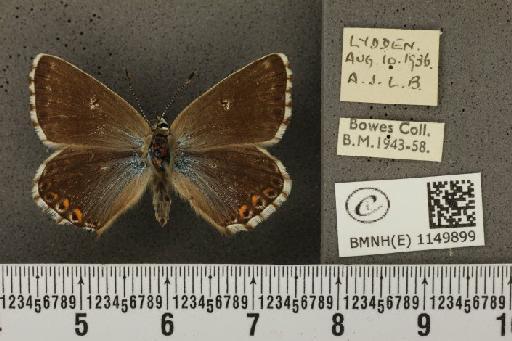 Lysandra coridon ab. antialbocincta Bright & Leeds, 1938 - BMNHE_1149899_102238