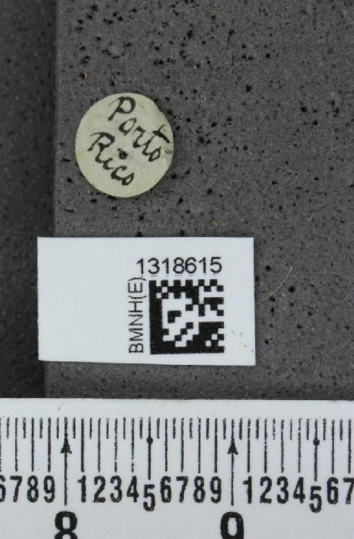Systena basalis Jacquelin du Val, 1857 - BMNHE_1318615_label_26145