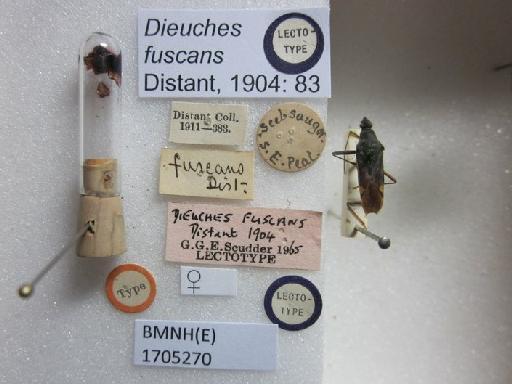 Dieuches fuscans Distant, 1904 - Dieuches fuscans-BMNH(E)1705270-Lectotype Female Labels