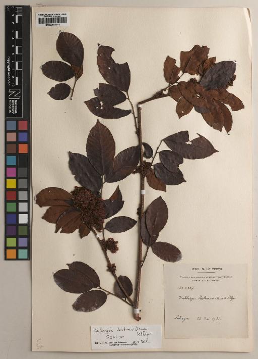 Dalbergia lastoursvillensis Pellegr. - BM000882244