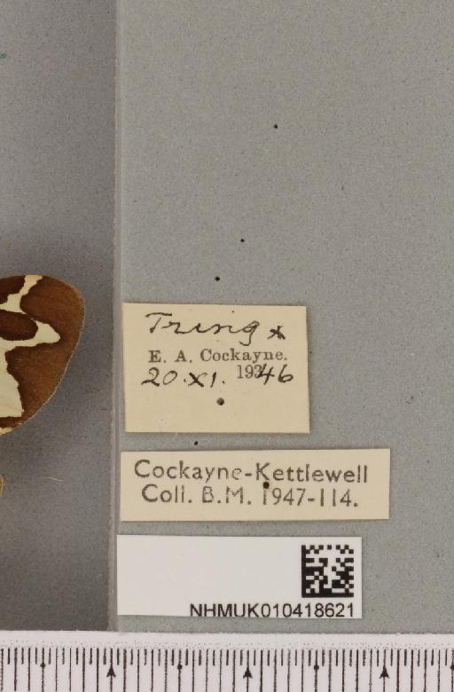 Arctia caja (Linnaeus, 1758) - NHMUK_010418621_label_531342