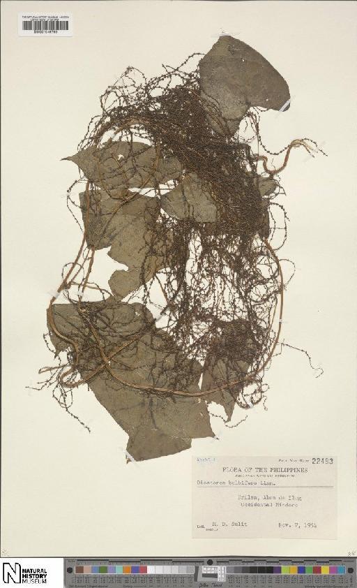 Dioscorea bulbifera L. - BM001049799