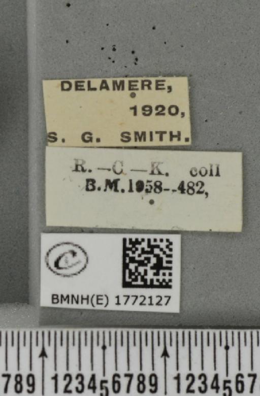 Dysstroma citrata citrata ab. bicolor Müller, 1931 - BMNHE_1772127_label_352210