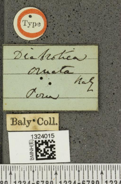 Paratriarius ornatus (Baly, 1859) - BMNHE_1324015_label_21679