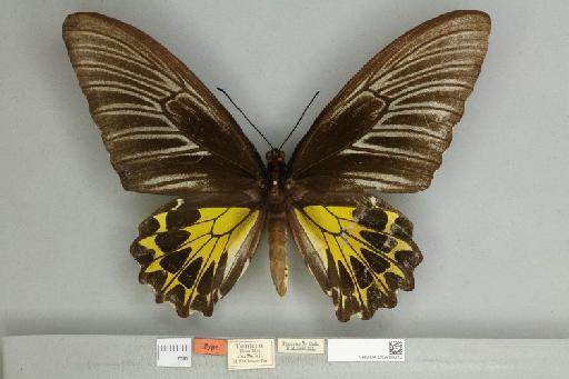 Troides helena euthycrates (Fruhstorfer, 1913) - 013606212__599286