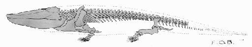 Paracyclotosaurus davidi Watson, 1958 - Paracyclotosaurus davidi reconstruction