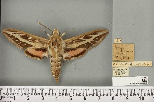 Hyles livornica (Esper, 1780) - NHMUK_010477039_534640