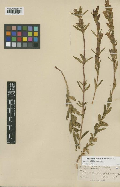 Gentiana affinis Griseb. - BM001024867