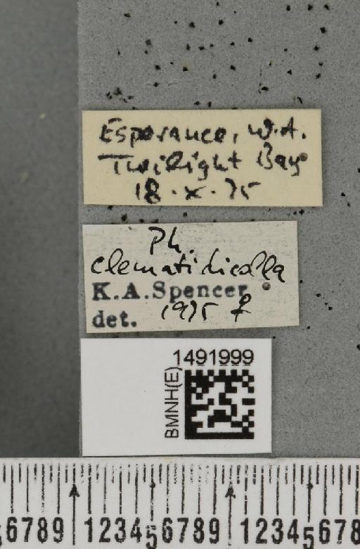 Phytomyza clematidicolla Spencer, 1963 - BMNHE_1491999_label_53699