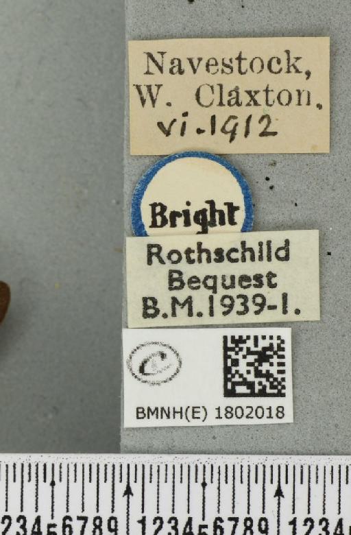 Pasiphila rectangulata ab. anthrax Dietze, 1910 - BMNHE_1802018_label_377947