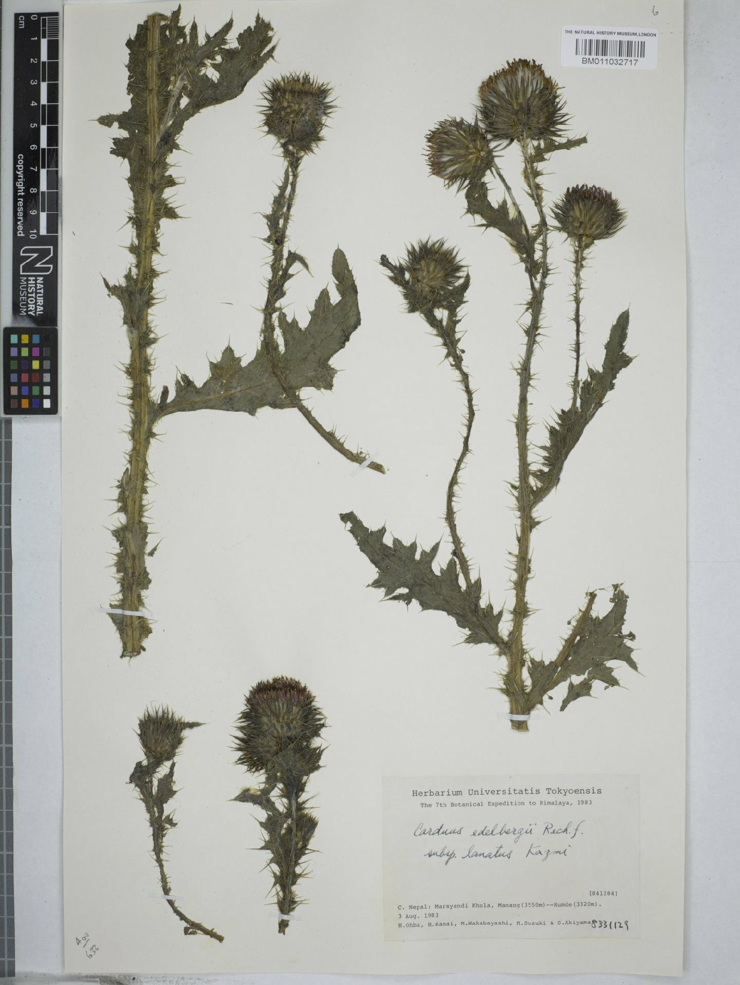 To NHMUK collection (Carduus edelbergii subsp. lanatus Kazmi; NHMUK:ecatalogue:9156351)