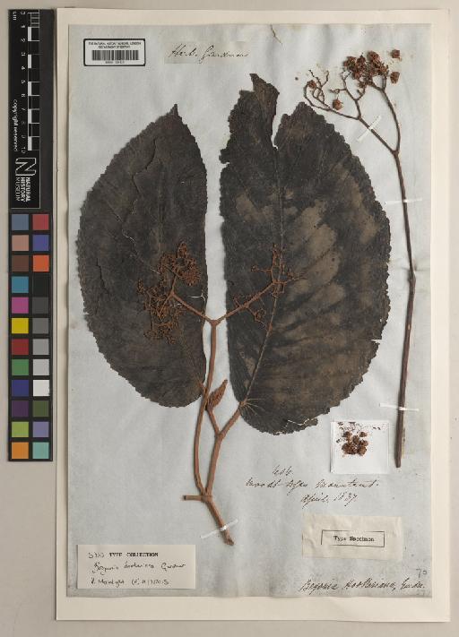 Begonia hookeriana Gardner - BM001191420