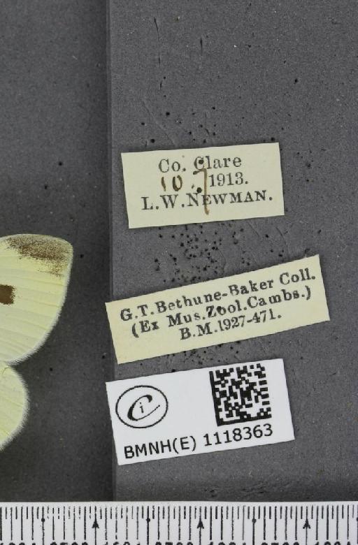 Pieris rapae rapae (Linnaeus, 1758) - BMNHE_1118363_label_75221