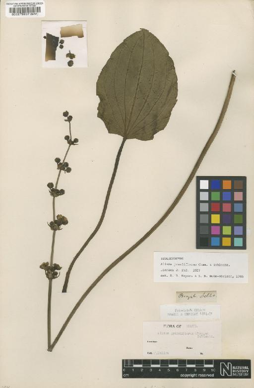 Alisma grandiflorum Cham. & Schltdl. - BM000578837