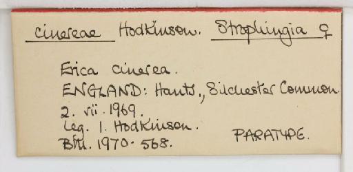 Strophingia cinerea Hodkinson, 1971 - 013471582_additional