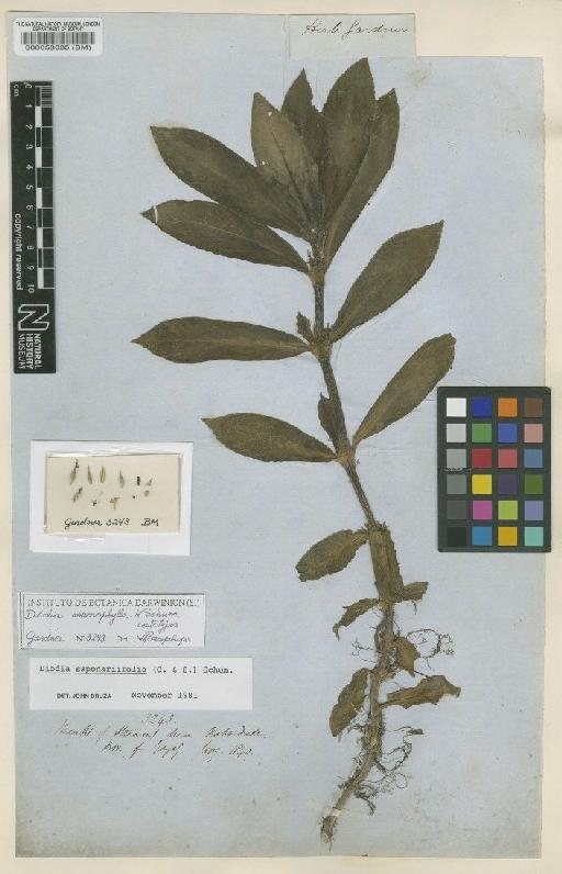 Diodia macrophylla Schum - BM000053635