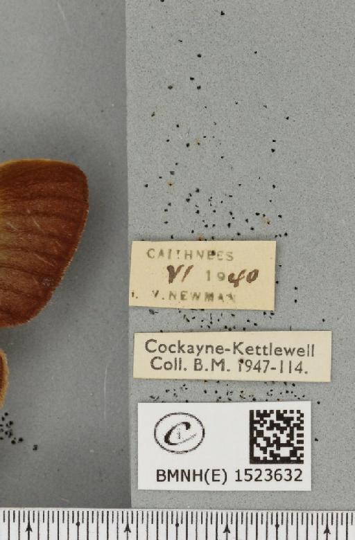 Lasiocampa quercus callunae ab. poveyi Smith, 1954 - BMNHE_1523632_label_193466