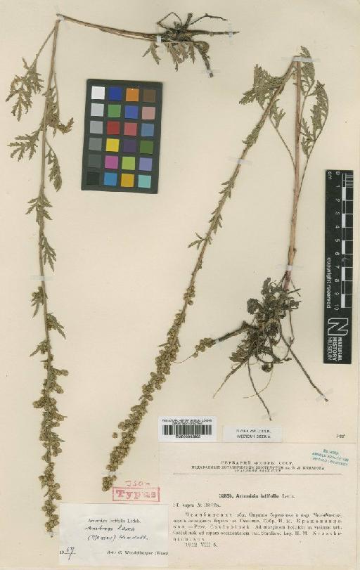 Artemisia latifolia Ledeb. - BM000945905