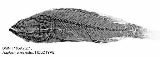 Haplochromis estor Regan, 1929 - BMNH 1959.7.2.1, Haplochromis estor, HOLOTYPE, Radiograph