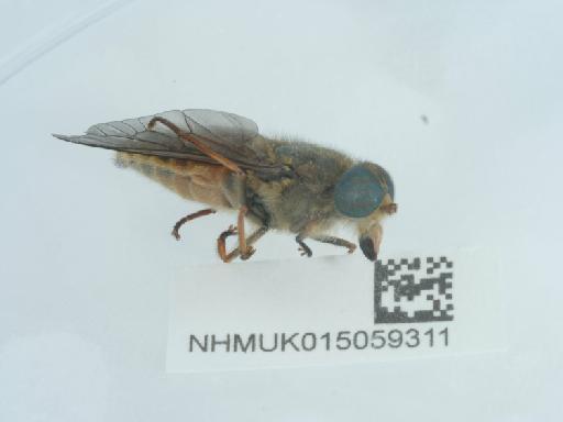 Hybomitra ciureai (Seguy, 1937) - 015059311_2
