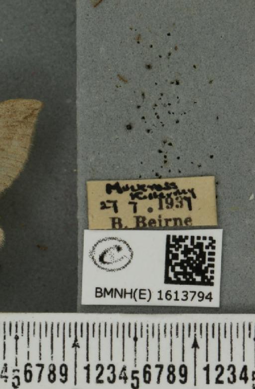 Scotopteryx luridata plumbaria (Fabricius, 1775) - BMNHE_1613794_label_304435