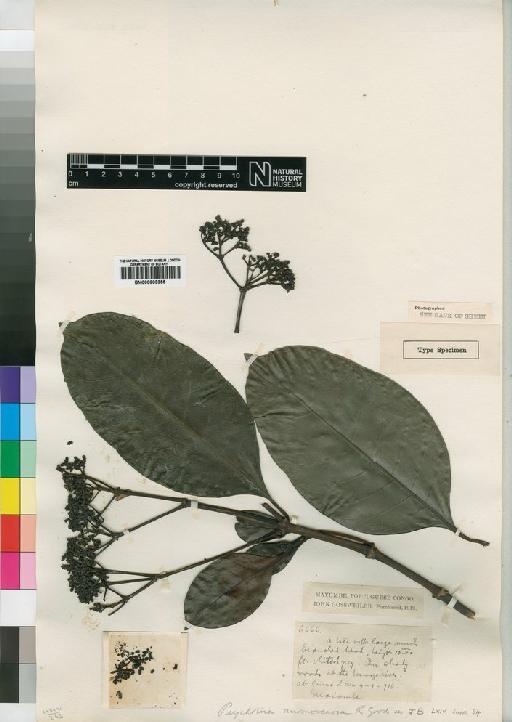 Psychotria dermatophylla (Schum) Petit - BM000903355