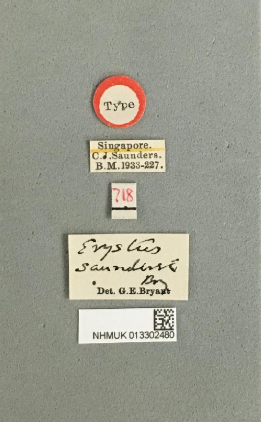 Erystus saundersi Bryant, G.E., 1942 - 013302480_Erystus_saundersi_Bryant_TYPE_label