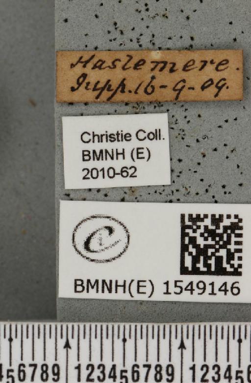 Cymatophorina diluta hartwiegi (Reisser, 1927) - BMNHE_1549146_label_238054