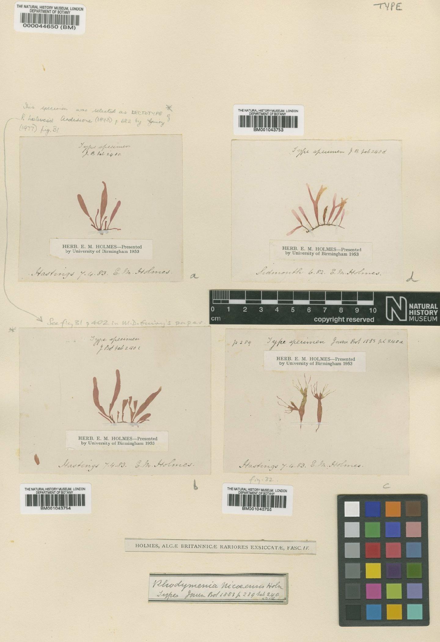 To NHMUK collection (Rhodymenia holmesii Ardiss.; Type; NHMUK:ecatalogue:2363885)