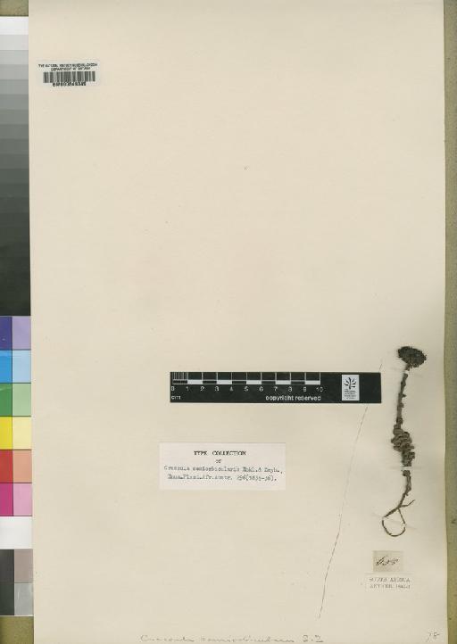 Crassula columnaris subsp. prolifera Friedrich - BM000649349